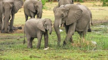 elephants-2923917_640 (1)