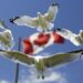 gulls-540791_640