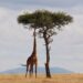 giraffe-2191662_640