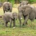 elephants-2923917_640 (1)